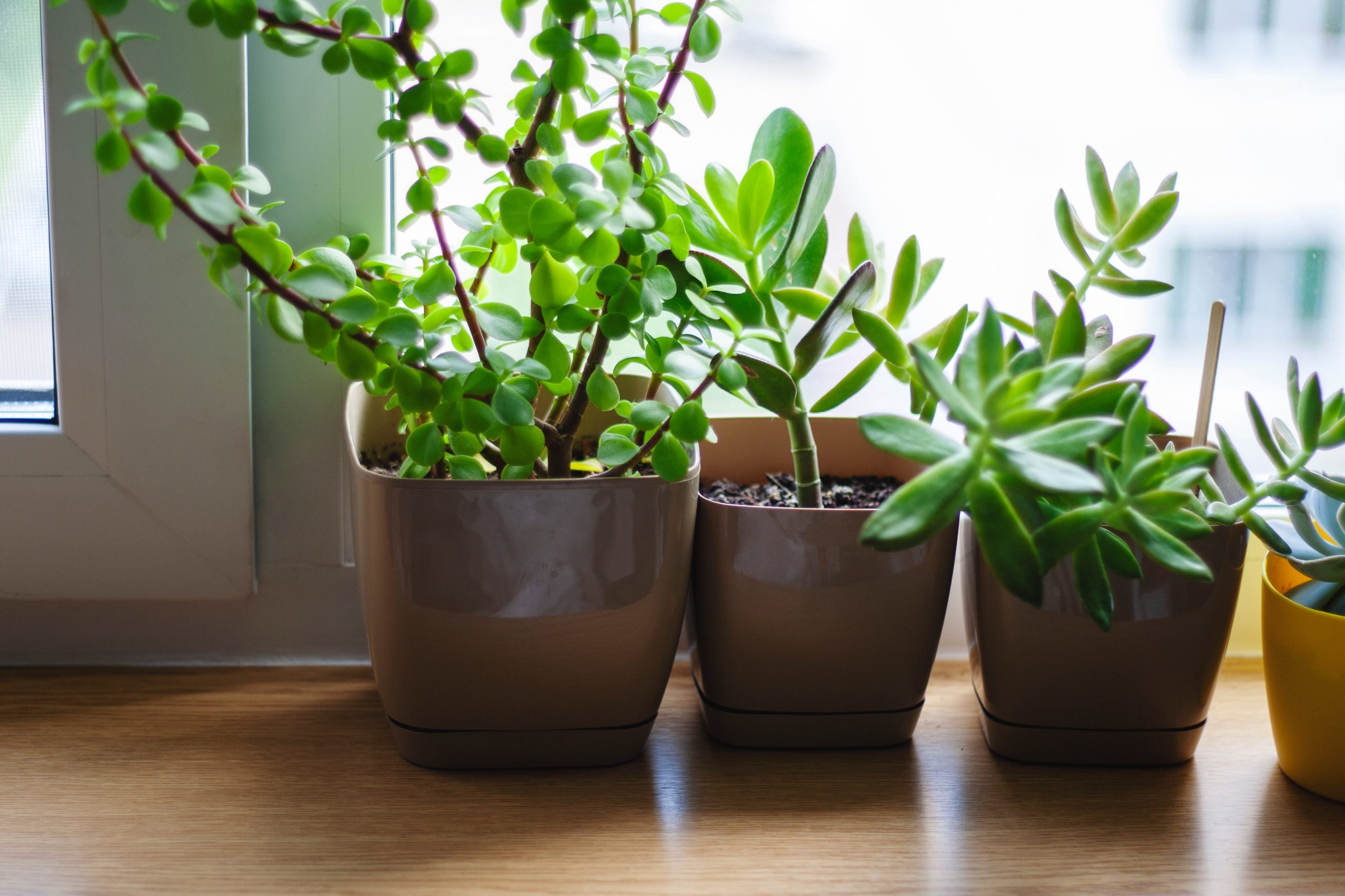 Best House Plants to Purify Air