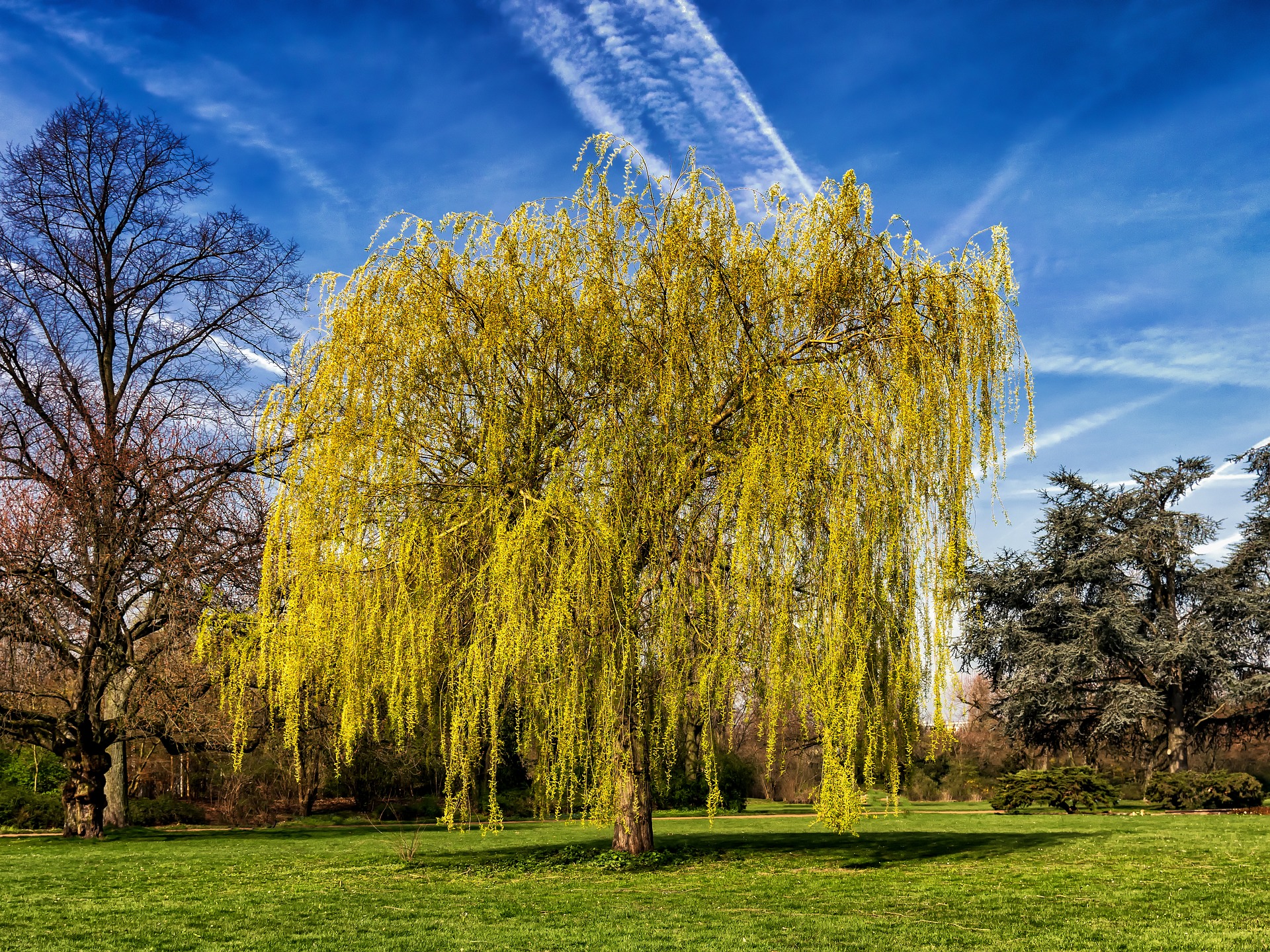 Trees You Shouldn't Ever Grow in Your Yard