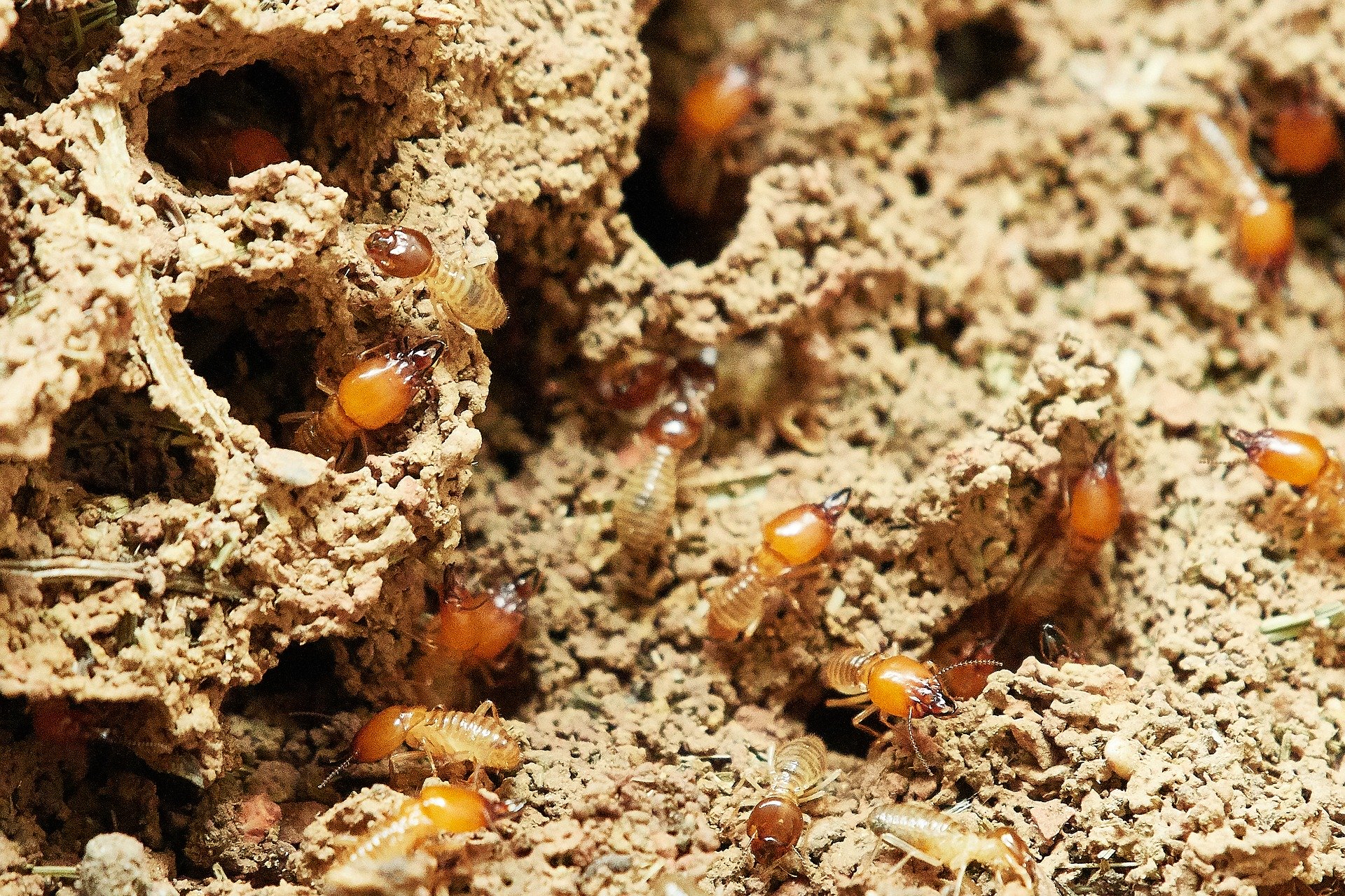 How to Prevent Termites